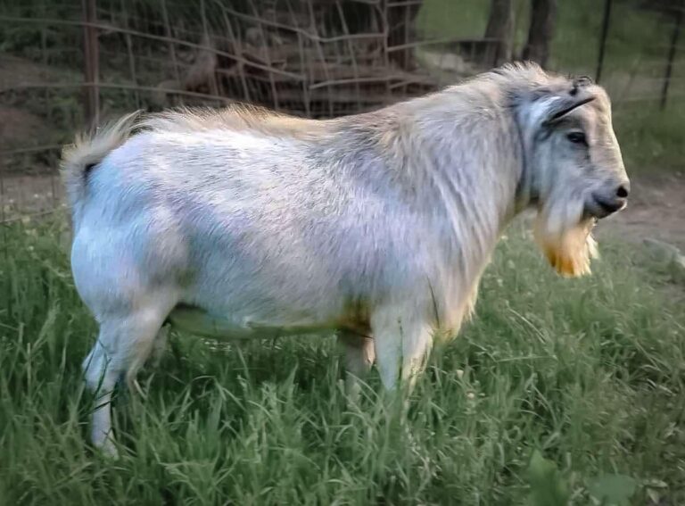 Breed Description